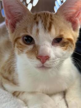 Niko -  Domestic Short Hair Cat for Adoption in New York, New York - Niko | PetCurious