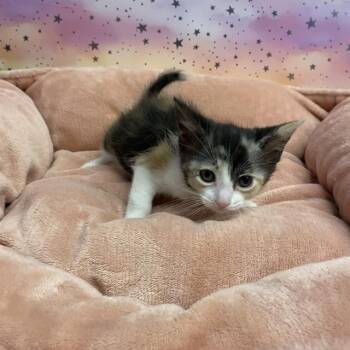 A611168 -  Domestic Short Hair Cat for Adoption in Modesto, California - A611168 | PetCurious