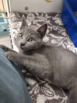 Dale Cooper -  Domestic Short Hair Cat for Adoption in Elmsford, New York - Dale Cooper | PetCurious