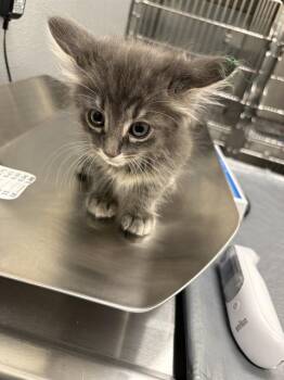 SATSUKI -  Domestic Medium Hair Cat Available for Adoption in Las Vegas, Nevada - SATSUKI | PetCurious