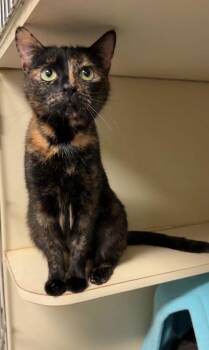 Domestic Short Hair Cats Available for Adoption - Brownie | PetCurious