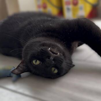 Star -  Domestic Short Hair Cat for Adoption in Houston, Texas - Star | PetCurious