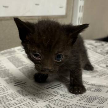 Domestic Short Hair Cats Available for Adoption in Yuma, Arizona - Maine | PetCurious