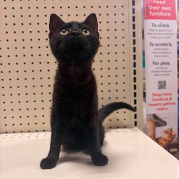 Rain -  American Shorthair Cat for Adoption in Brevard, North Carolina - Rain | PetCurious