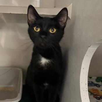 Danielle -  Domestic Short Hair Cat for Adoption in Fairport, New York - Danielle | PetCurious