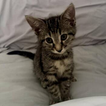 Domestic Short Hair Cats Available for Adoption in Cumming, Georgia - Cortland | PetCurious