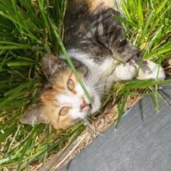Cassie -  Domestic Short Hair Cat for Adoption in Salt Lake City, Utah - Cassie | PetCurious