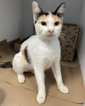 MORGAN -  Domestic Short Hair Cat for Adoption in Palmetto, Florida - MORGAN | PetCurious
