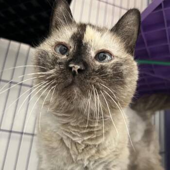 Nimun -  Siamese Cat for Adoption in Kanab, Utah - Nimun | PetCurious