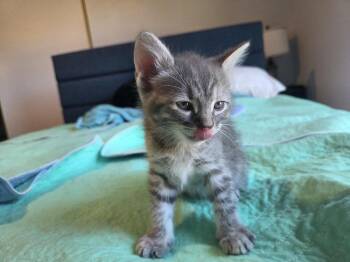 Ferris Wheel Fizz -  Domestic Medium Hair and Domestic Short Hair Cat for Adoption in Dallas, Texas - Ferris Wheel Fizz | PetCurious