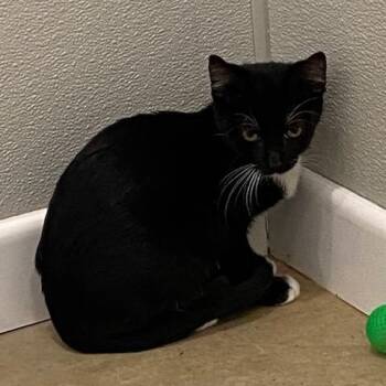 Rescue Domestic Short Hair Cats for Adoption in Henrietta, Texas - KeeKee | PetCurious