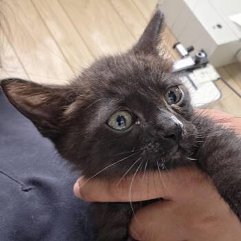 Cain -  Domestic Short Hair Cat for Adoption in Leander, Texas - Cain | PetCurious