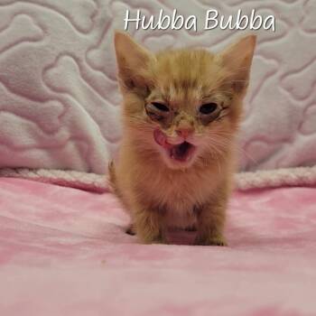 Hubba Bubba -  Domestic Short Hair Cat for Adoption in Parkersburg, West Virginia - Hubba Bubba | PetCurious