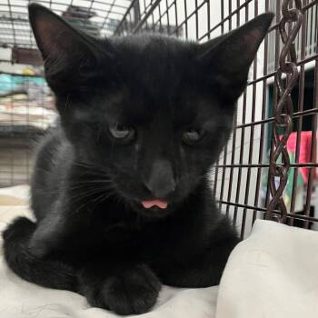 Sirius -  Domestic Medium Hair Cat for Adoption in Las Cruces, New Mexico - Sirius | PetCurious