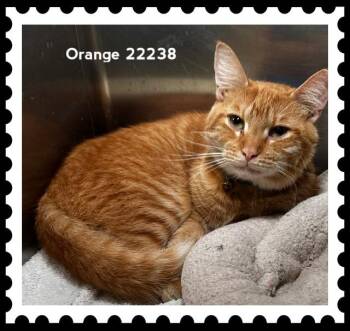 ORANGE -  Domestic Short Hair Cat for Adoption in Marietta, Georgia - ORANGE | PetCurious