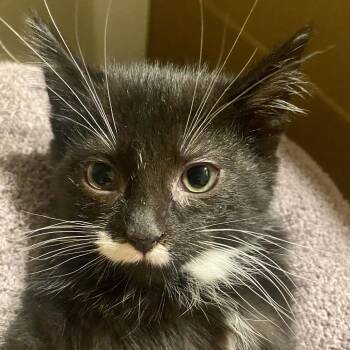 Rescue Domestic Long Hair Cats for Adoption in Troy, Illinois - Ellis | PetCurious