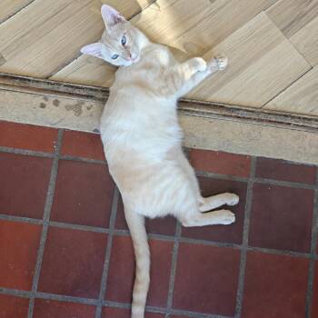 Ringo -  Domestic Short Hair and Siamese Cat for Adoption in New Orleans, Louisiana - Ringo | PetCurious