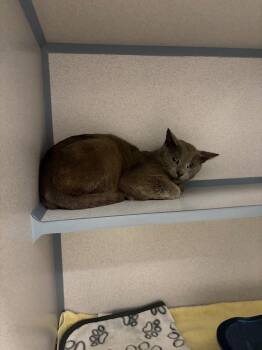 Domestic Short Hair Cats Available for Adoption in Liverpool, New York - Cinder | PetCurious