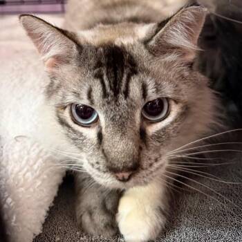 Rocky Horror Picture Show -  Siamese and Domestic Short Hair Cat for Adoption in Boerne, Texas - Rocky Horror Picture Show | PetCurious