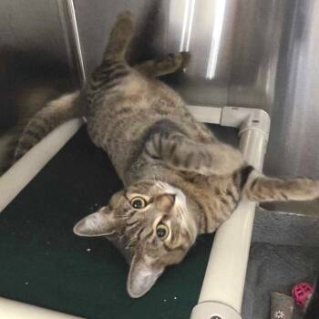 Rescue Domestic Short Hair Cats for Adoption in Los Angeles, California - Snickers | PetCurious