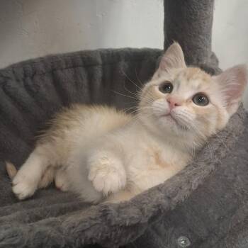 Chanel -  Domestic Short Hair Cat for Adoption in Roosevelt, Utah - Chanel | PetCurious