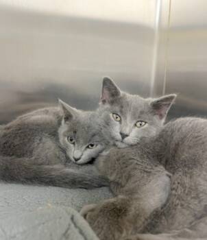 Rescue Domestic Short Hair Cats for Adoption in Murray, Kentucky - Kit | PetCurious