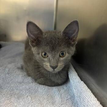 Domestic Short Hair Cats Available for Adoption in Council Bluffs, Iowa - Opal | PetCurious