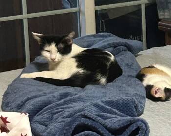 Domestic Short Hair Cats Available for Adoption in Phoenix, Arizona - Bahar | PetCurious