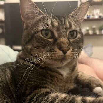 Lark -  Domestic Short Hair Cat for Adoption in Renton, Washington - Lark | PetCurious