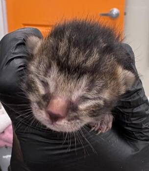 King Colbert -  Domestic Short Hair Cat for Adoption in Park Row, Texas - King Colbert | PetCurious