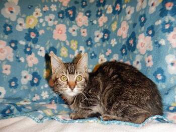 WILLOW -  Domestic Short Hair Cat for Adoption in San Jose, California - WILLOW | PetCurious
