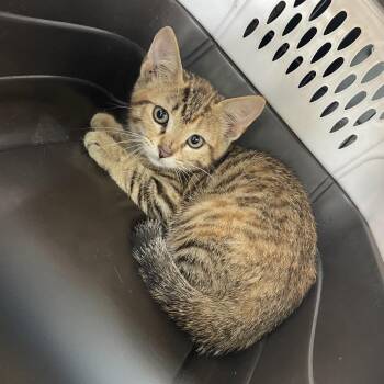 Rita -  Domestic Short Hair Cat for Adoption in Dickinson, Texas - Rita | PetCurious
