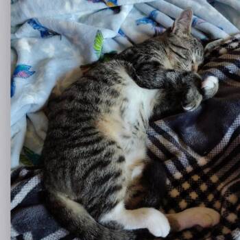 Akaza -  Domestic Short Hair Cat for Adoption in Houston, Texas - Akaza | PetCurious