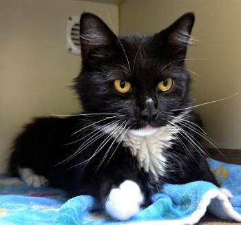 Domestic Long Hair Cats Available for Adoption in Dedham, Massachusetts - QUICHE | PetCurious