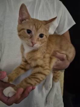 Cheddar -  Domestic Short Hair Cat for Adoption in Bellmawr, New Jersey - Cheddar | PetCurious