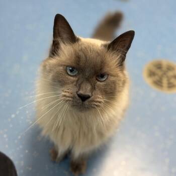 Prince Zuko -  Domestic Long Hair Cat for Adoption in Watertown, New York - Prince Zuko | PetCurious