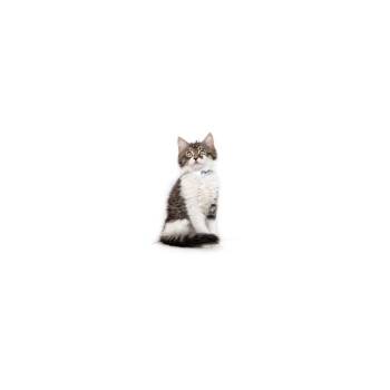 Maruchan -  Domestic Medium Hair Cat for Adoption in Los Angeles, California - Maruchan | PetCurious