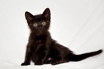 Rescue Domestic Short Hair Cats for Adoption in Washburn, Wisconsin - Wren | PetCurious