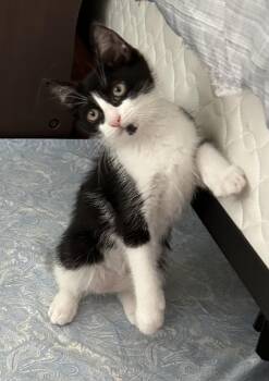 Flaco -  Domestic Short Hair Cat for Adoption in Salt Point, New York - Flaco | PetCurious