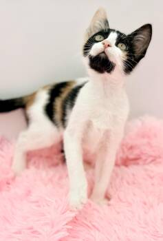 Cinnatwist -  Calico Cat for Adoption in Covington, Louisiana - Cinnatwist | PetCurious