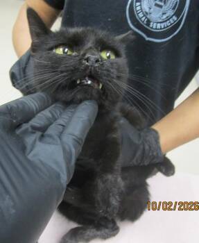 (622) -  Domestic Short Hair Cat for Adoption in Marietta, Georgia - (622) | PetCurious