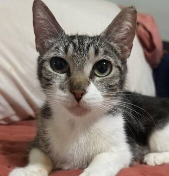 Annie -  Tabby and American Shorthair Cat for Adoption in Oakland Park, Florida - Annie | PetCurious