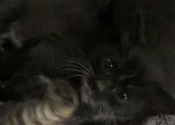 Booktrovert -  Domestic Short Hair Cat for Adoption in Roseville, California - Booktrovert | PetCurious