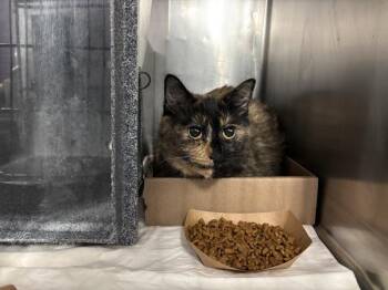 Tokyo -  Domestic Short Hair Cat for Adoption in New York, New York - Tokyo | PetCurious