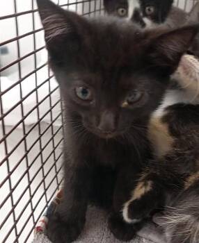 REBECCA -  Domestic Short Hair Cat for Adoption in Fort Lauderdale, Florida - REBECCA | PetCurious
