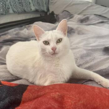 Domestic Short Hair Cats Available for Adoption - Dearie | PetCurious