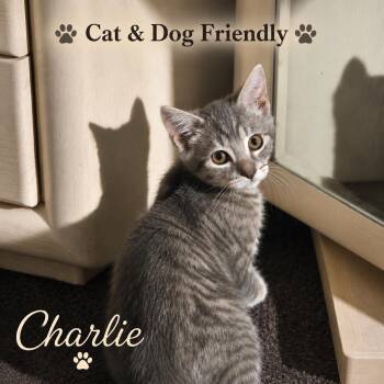 Charlie, Willow Grove Area, (FCID 08/11/2026-119) -  Domestic Short Hair Cat for Adoption in Greenville, Delaware - Charlie, Willow Grove Area, (FCID 08/11/2026-119) | PetCurious