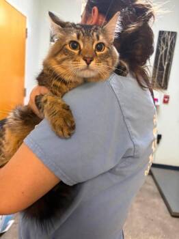 Angus -  Domestic Short Hair Cat for Adoption in Ocala, Florida - Angus | PetCurious