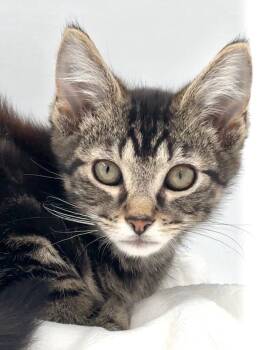 Kitten Nick -  Domestic Short Hair and Tabby Cat for Adoption in Cuyahoga Falls, Ohio - Kitten Nick | PetCurious