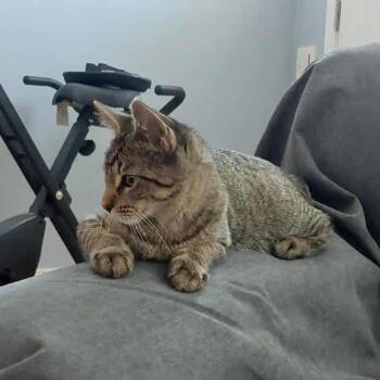 Rescue Domestic Short Hair Cats for Adoption in Evanston, Illinois - Bunsen | PetCurious